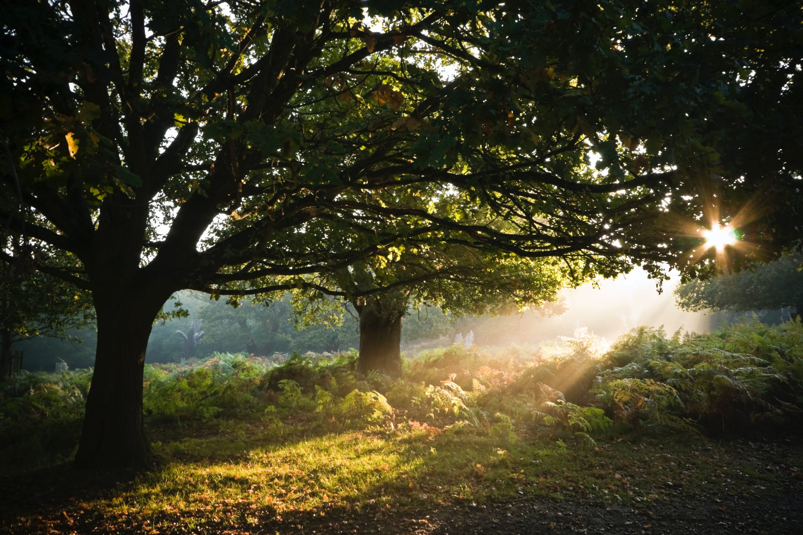 header image